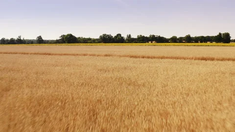 A drone flies gliding over a wheat field ready for harvest in Brandenburg, Stock Footage 239108769