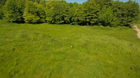 Drone flies to the heron walking on the grass Stock-Footage 90925825
