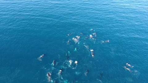 Drone flies high above huge pod of over 60 humpback whales Vídeo Stock 83524345