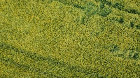 Drone flies up high and rotates slowly over a ripening yellow-green field Stock Footage 157234099