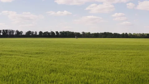 The drone flies just above a large field of grain. The wind draws ripples in the Vídeo Stock 163062001