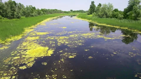 Drone flies just above river surface covered with aquatic plants Stock Footage 263144406