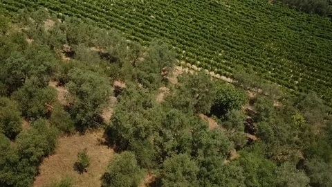 The drone flies on a large a field of olive trees and a vineyard in Italy Aerial Stock Footage 73124193