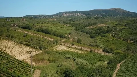 The drone flies on a large vineyard and crop fields. Aerial. Stock Footage 73124102