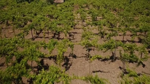 The drone flies on a large vineyard and a hut for tools. Aerial. About wine Stock Footage 73124121