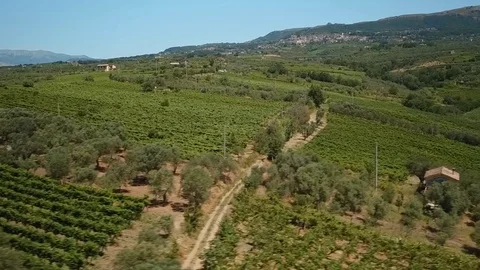 The drone flies on a large vineyard and a field of olive trees in Italy Aerial Stock Footage 73124180