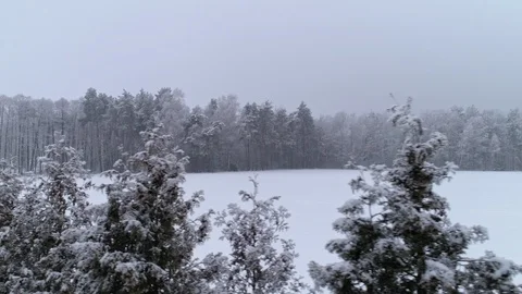 Drone flies from left to right behind the trees in the forest covered by the Video stock 106541807