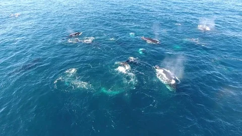 Drone flies low above pod of humpback whales as one dives Vídeo Stock 83524500