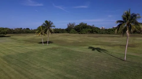 Drone Flies Low Between Palm Trees Over Green Lawn Stock Footage 340525327