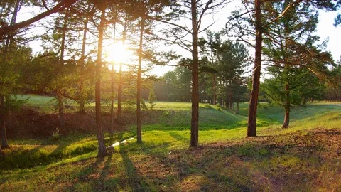 Drone flies low between the trees over the stream, green grass, glade at sunset Stock Footage 110403381