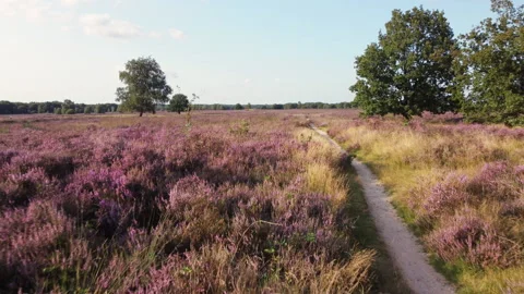 Drone flies low over beautiful purple blooming heather next to a small trail Stock Footage 217654803