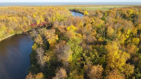 Drone flies low over brilliant orange, yellow and green autumn trees  Stock Footage 254025435