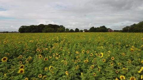 Drone flies low over field of sunflowers, UK, September Stock Footage 160596702