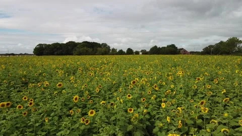 Drone flies low over field of sunflowers, UK, September Stock Footage 160596803