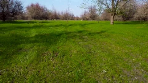 The drone flies low over the grass. Bright green field. 스톡 동영상 242446361