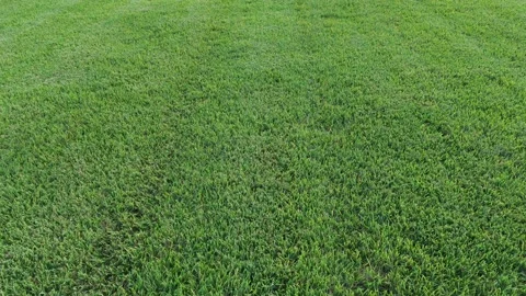 Drone Flies Low Over Green Grass Lawn, Close-Up Vídeos de archivo 340524753