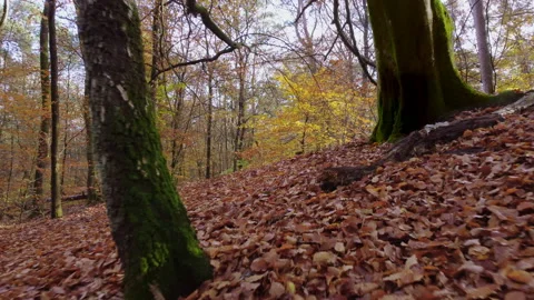 Drone flies low over the ground and between some trees Stock Footage 217686740