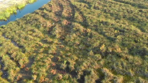 The drone flies low over the moss- and heather-covered northern swamps. View of Stock Footage 204848548