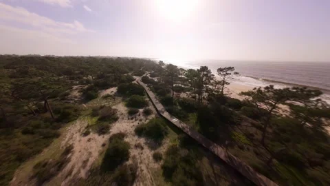 Drone flies low over pine forest and beach. After the storm Stock Footage 345058716