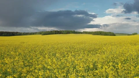 Drone flies low over rapeseed field. Blooming canola field. Aerial view panorama Stock Footage 132363102