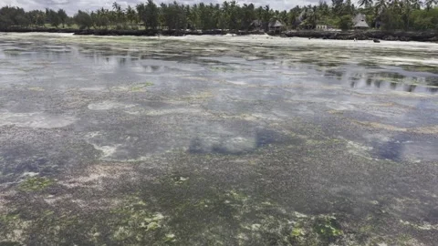 Drone flies low over tide pools at Mkunguni Beach on sunny morning in Zanzibar Stock-Footage 346159934