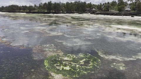 Drone flies low over tide pools full of algae next to forested beach Stock-Footage 346160160