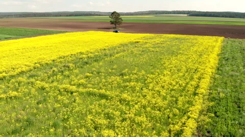 Drone flies low over yellow rapeseed field with single tree on background. Stock Footage 142187814