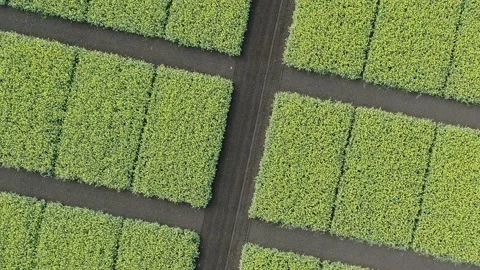 Drone flies low over yellow rapeseed field. Hilly area and forest on horizon Stock Footage 158212522