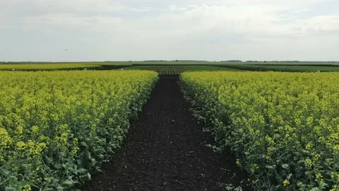 Drone flies low over yellow rapeseed field. Hilly area and forest on horizon Stock Footage 158215197