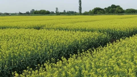 Drone flies low over yellow rapeseed field. Hilly area and forest on horizon Stock Footage 158215922