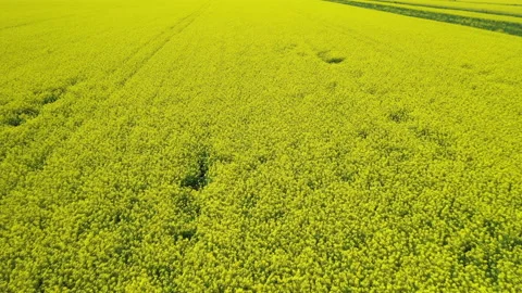 Drone flies low over yellow rapeseed field. Blooming canola field. Aerial view Stock Footage 171930865