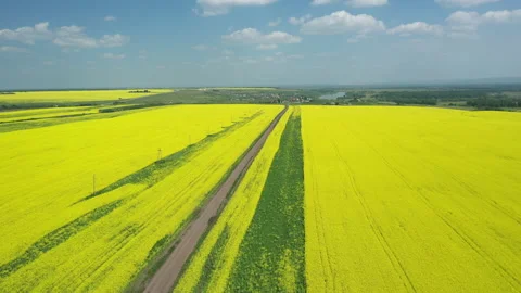 Drone flies low over yellow rapeseed field. Blooming canola field. Aerial view Stock Footage 172079841