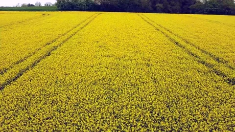Drone flies low over yellow rapeseed field. Video stock 218470153