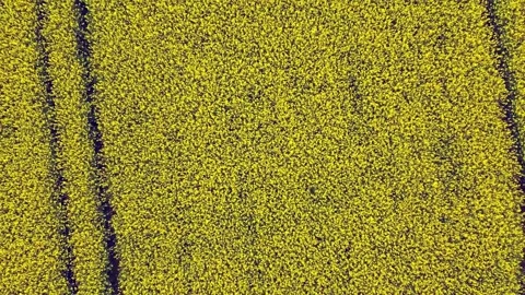 Drone flies low over yellow rapeseed field. Video stock 218470179