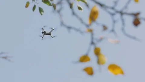 Drone Flies Near Tree Stock Footage 124497409