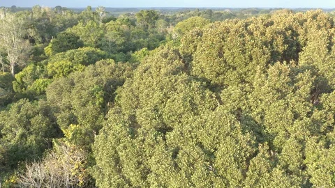 Drone flies in an orbit through the Atlantic forest 9 Stock Footage 127537674