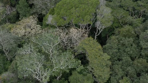 Drone flies in orbit through Atlantic forest Video stock 127551024