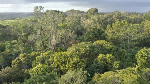 Drone flies over the Atlantic Forest Video stock 127523616