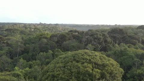 Drone flies over the Atlantic Forest Video stock 127524944