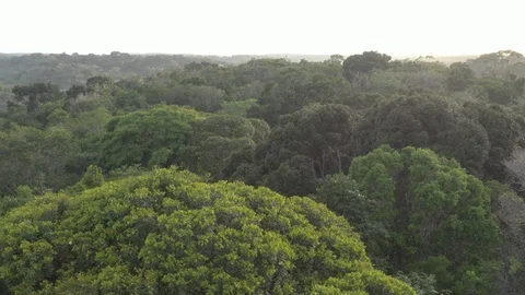 Drone flies over the Atlantic Forest Stock Footage 127531354
