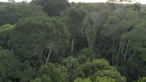 Drone flies over Atlantic Forest 動画素材 127537225