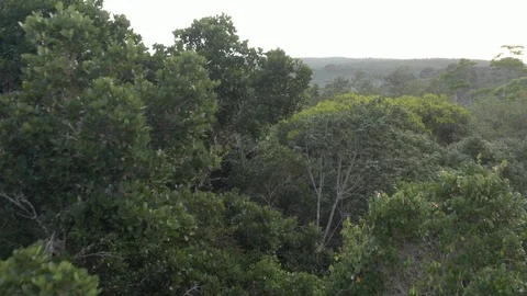 Drone flies over the Atlantic Forest 9 Stock Footage 127540865