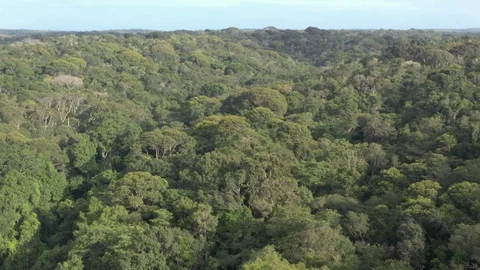 Drone flies over Atlantic Forest 6 스톡 동영상 127543282