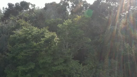 Drone flies over Atlantic Forest 5 Stock Footage 127543969