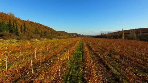 The drone flies over the autumn fields of grapes 스톡 동영상 79967936