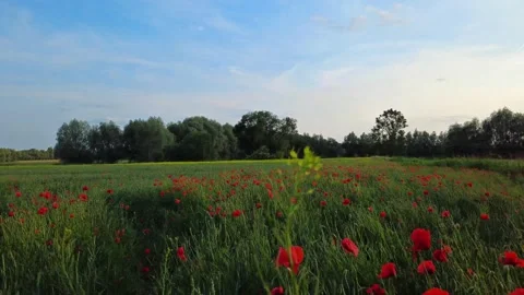 Drone flies over a blooming field with red poppies and a rape field. Blue sky Stock Footage 345658821