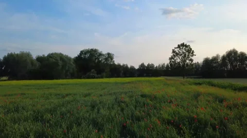 Drone flies over a blooming field with red poppies and a rape field. Blue sky Stock Footage 345658931