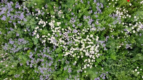 Drone flies over blooming wildflower meadow, aerial view Stock Footage 155391569