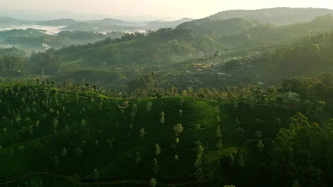 Drone flies over Ceylon mountains displaying terrace farming. Morning sun lights Stock Footage 274552571