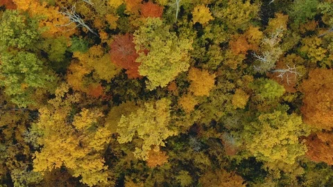Drone flies over colorful autumn trees. Beautiful colorful seasonal foliage 스톡 동영상 126491908